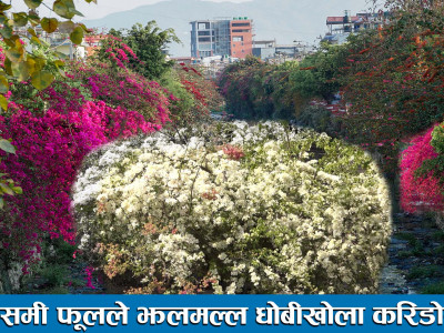 मौसमी फूलले झलमल्ल धोबीखोला करिडोर ।। DhobiKhola Corridor Kathmandu