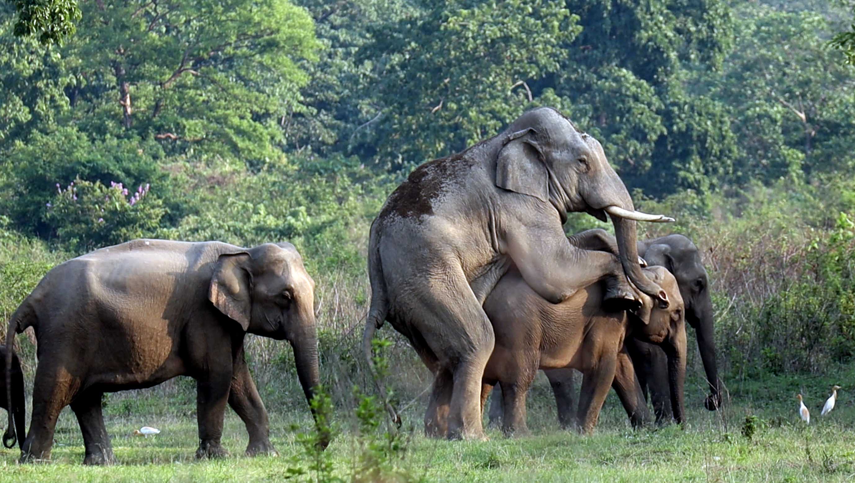 प्राकृतिक बासस्थान विनाशले निम्त्याएको मानव हात्ती द्वन्द्व